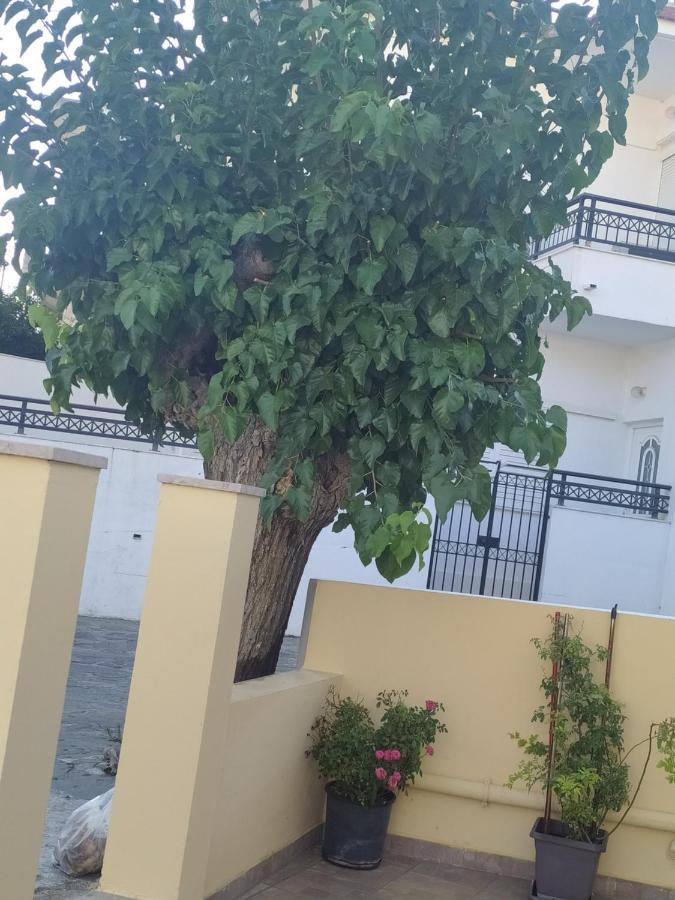 Giotas House Psinthos